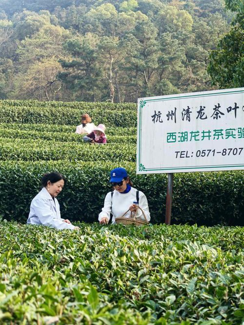 红茶批发